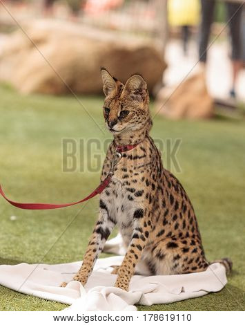 Playful Serval Cat Leptailurus Serval