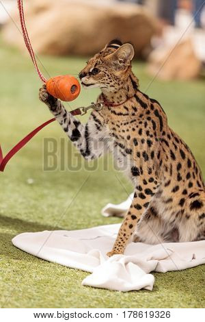 Playful Serval Cat Leptailurus Serval