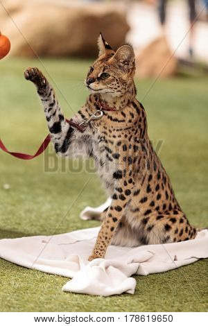 Playful Serval Cat Leptailurus Serval