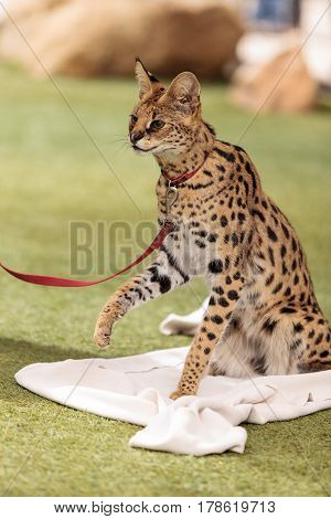 Playful Serval Cat Leptailurus Serval