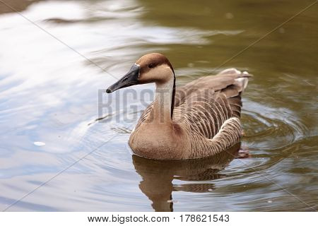 Swan goose called Anser cygnoides swims in a pond in spring in Mongolia