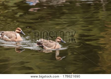 Swan Goose Called Anser Cygnoides