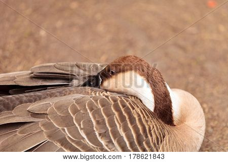 Swan Goose Called Anser Cygnoides