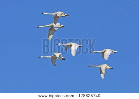 Tundra Swans ( Cygnus columbianus ) flying in a clear blue winter sky