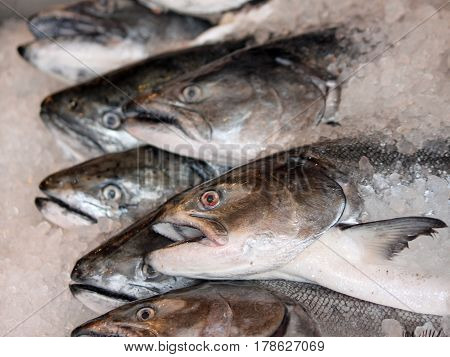 Fish on Ice For Sale at the Market