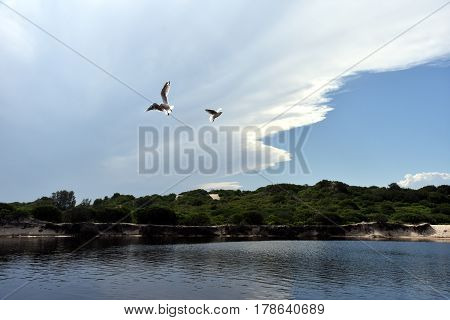 Seagull flying on beach. White seagull soaring in the blue sky over Crokers creek (Belmont - Nine Miles - Beach NSW Australia).