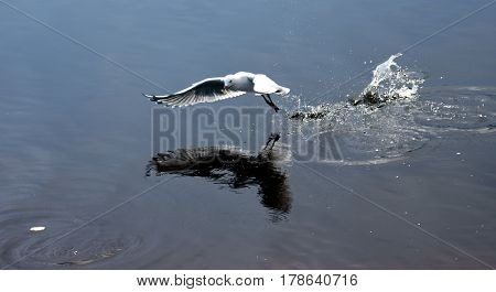 Seagull flying on beach. White seagull soaring in the blue sky over Crokers creek (Belmont - Nine Miles - Beach NSW Australia).