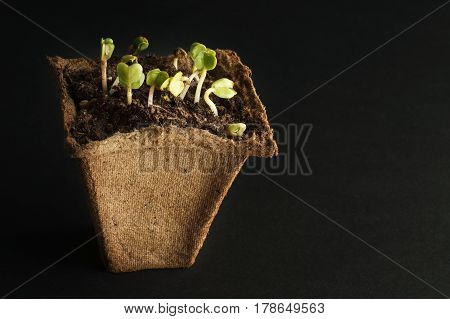 Spring radish seedlings for your small garden. Dark background. Peat pot for seedlings with soil and plants