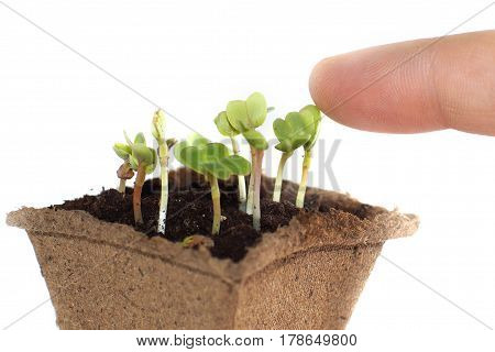 Sprouts in the ground fingers touching the young shoot of the plant
