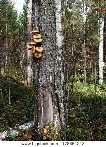 A lot of edible mushrooms grow on the trunk of a birch tree