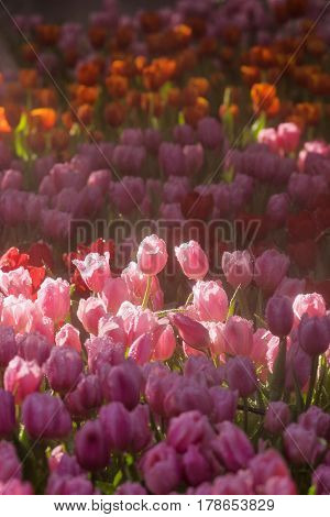 Idyllic field of pink tulips flowers and sunlight