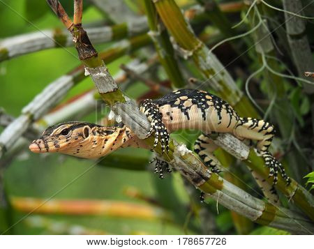 Isolated Water Monitor, Varanus Salvator, Monitor Lizard On Tree Branches