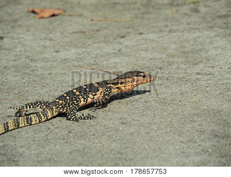 Isolated Water Monitor, Varanus Salvator, Monitor Lizard Crawling On Ground