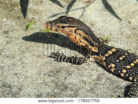 Isolated Water Monitor, Varanus Salvator, Monitor Lizard Crawling On Ground