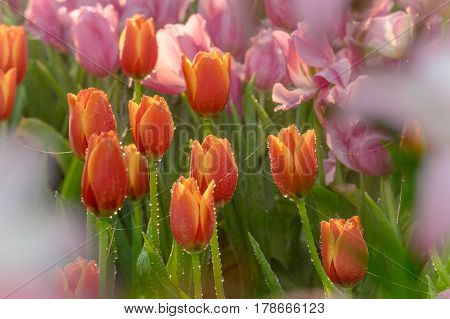 Idyllic field of colourful tulip flowers and sunlight