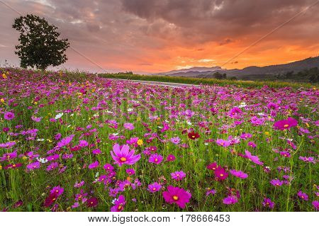 Fields of Cosmos flowers Chiang Rai Thailand