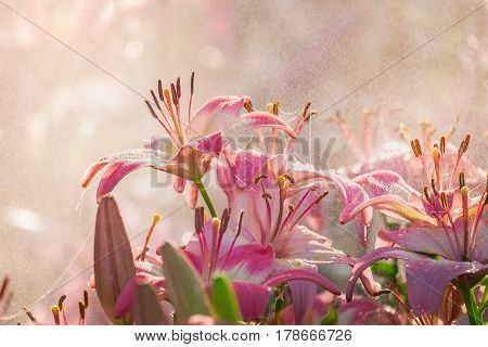 Beautiful Pink lily in spray water with bokeh background