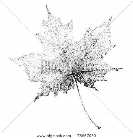Illustration with a large black-and-white maple leaf on a white background