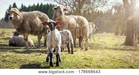 Panorama Lamb and sheep flock concept animal welfare