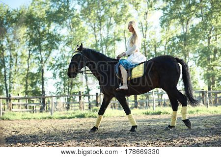 Young girl taking on a walk her dark bay stallion by the reins on stunning golden sunset. Beautiful mighty gelding horse walking and gazing on meadow field at sunny morning