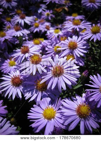 Beautiful bushy aster flower in a natural garden environment