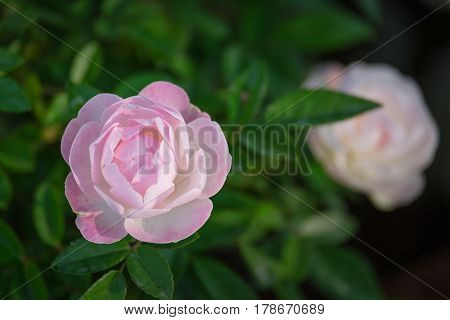 Pink Camellia sasanqua in the winter garden