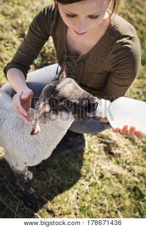 hand raising from a little cute lamb drinking a bottle of milk