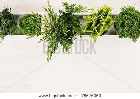 Minimalistic interior workplace with green young conifer plants in white box top view on beige wood board background. Blank copy space.