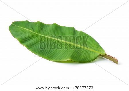 banana leaf isolated on a white background