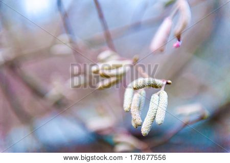 Birch catkins on a branch closeup spring. Birch bud Alnus, Alder, B tula, Betulaceae on a nature background.