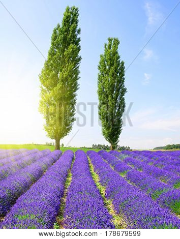 Field of lavender with poplar trees in sunny day.