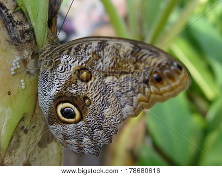 butterfly lay eggs tree nature wild animal