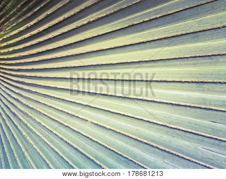 Texture of green palm leaf pattern backround