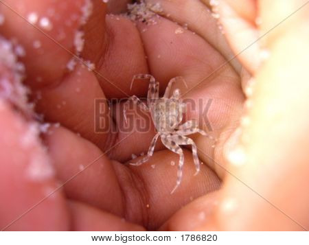Kolebka Krab