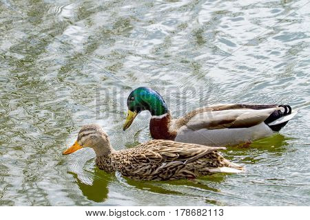 Image of an animal a wild drake and a duck sail on a pond