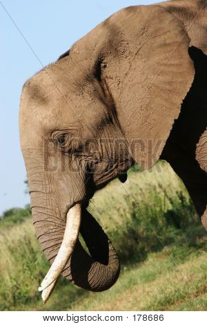 Afrikanske elefant i Zimbabwe