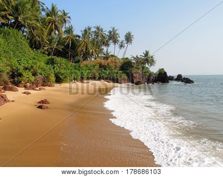 Coconut Palms On The Beach Near The Village Of Thottada
