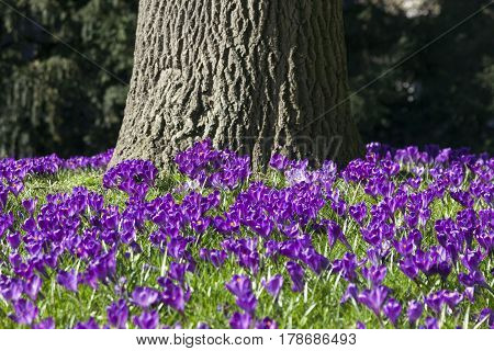 purple crocusses aroud trunk of oak tree on sunny day in spring