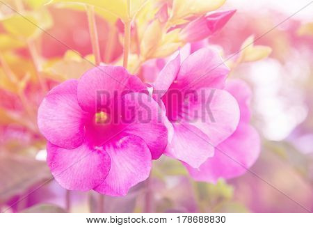 purple allamanda, Allamanda cathartica , golden trumpet, common trumpet vine