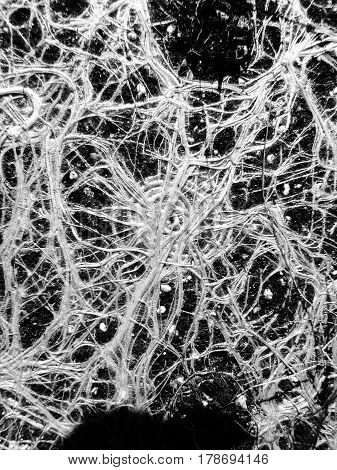 Amazing and incredible plant roots like a neural network