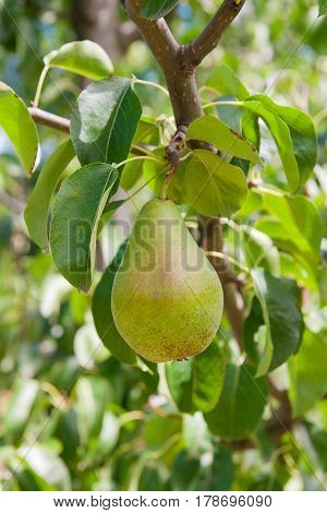 Shiny Delicious Pears Hanging From A Tree Branch In The Orchard..