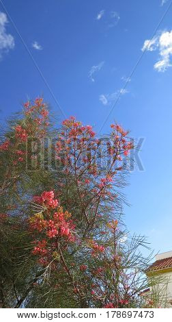 Flowering Grevillea Shrub