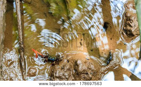 The beautiful crab in the mangrove forest.