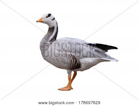 Bar-headed goose, Anser indicus, single bird isolated on white background