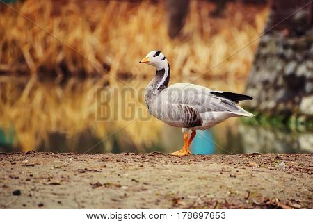 Bar-headed goose, Anser indicus, single bird near the autumn lake, animal natural background