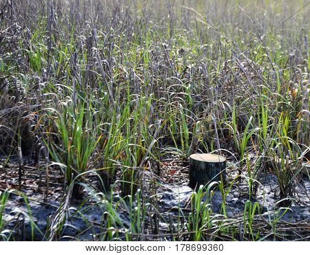 fresh cut tree trunk in marsh grass at low tide