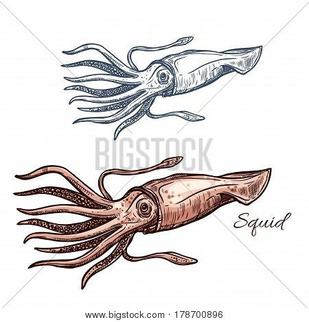Squid isolated sketch. Invertebrate marine animal, european squid icon for seafood symbol, sea fishing and fishery industry themes, fish market label design