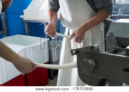 Production Of Italian Mozzarella.