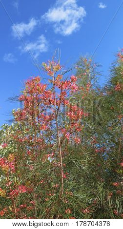 Flowering Grevillea Shrub
