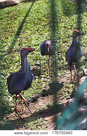 ird Barbatus blue nature grass animals grass summer